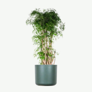 Ficus Decora Cabernet