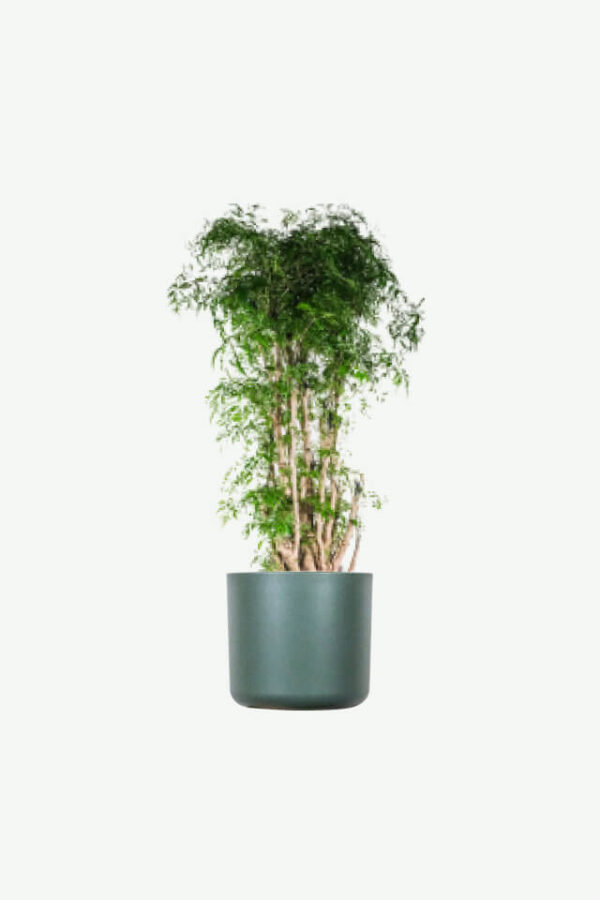 Ficus Decora Cabernet