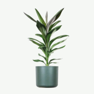 Golden Pothos Pole
