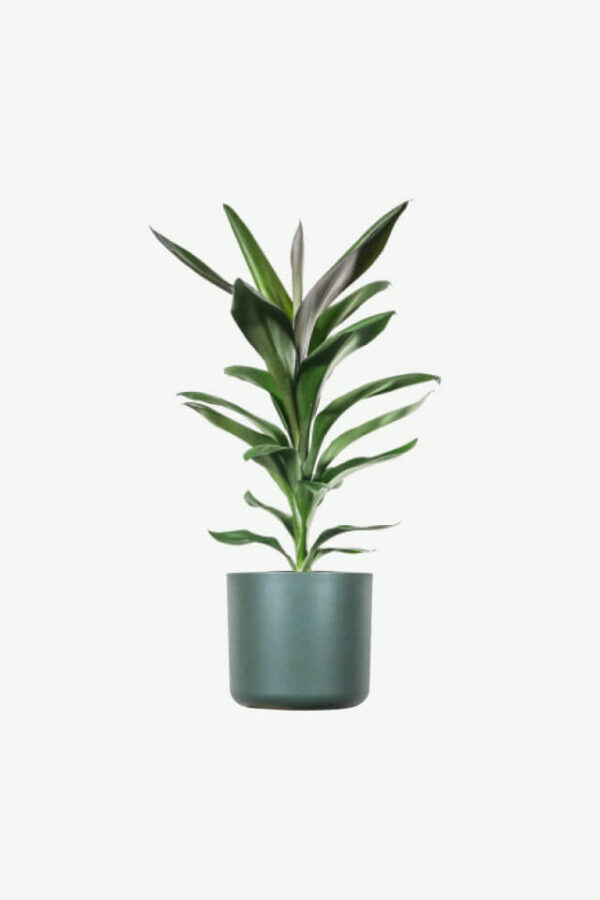 Golden Pothos Pole