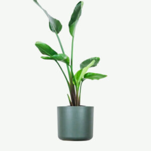 Sansevieria Laurentii