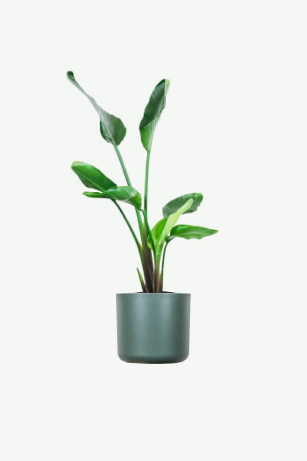 Sansevieria Laurentii