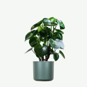 Euphorbia Ingens