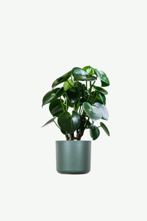 Euphorbia Ingens