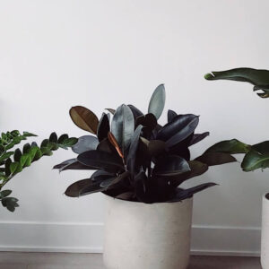 Ficus Decora Burgundy