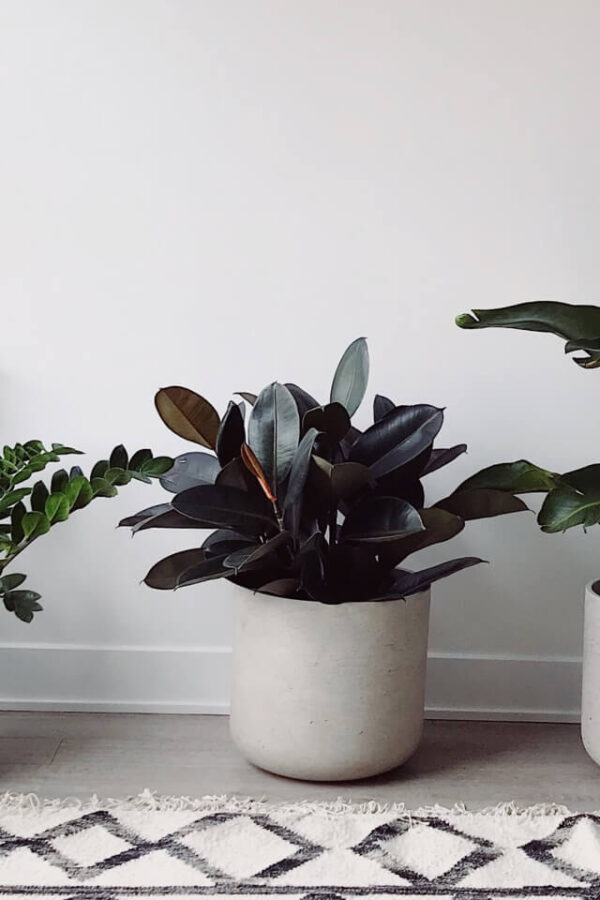 Ficus Decora Burgundy