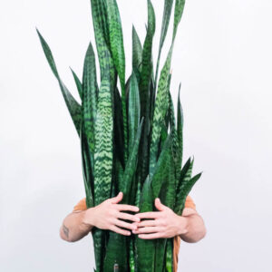 Spathiphyllum