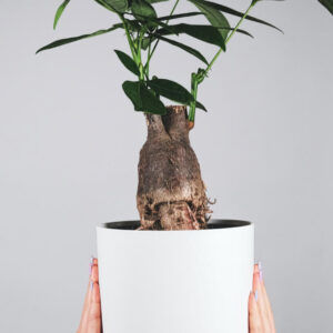 Peperomia Lemon Lime