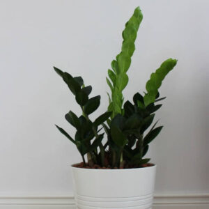 Calathea Beauty Star