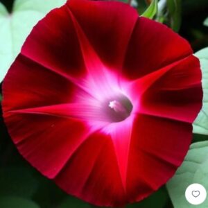 بذور مجد الصباح الحمراء