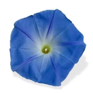 بذور مجد الصباح الزرقاء