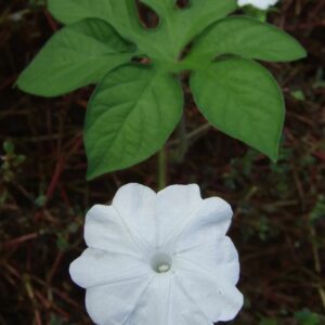 بذور متسلقة مجد الصباح الأبيض
آثار أقدام النمر