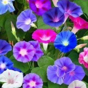 بذور مجد الصباح مكس