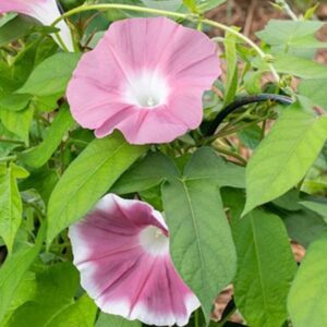 بذور مجد الصباح الشوكليت