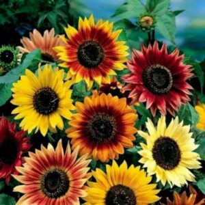 بذور زهور دوار الشمس مكس