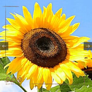بذور دوار الشمس الحساوى العملاق 