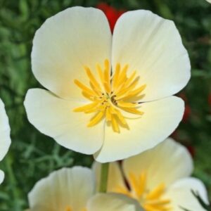 بذور ديدحان كالفورنيا الأبيض