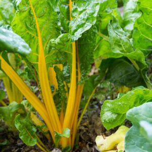 السلق الاصفر