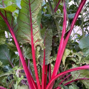 السلق الاحمر