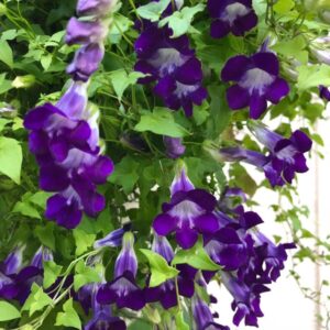 بذور متسلقة ازارينا الارجوانية