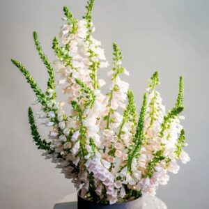 بذور الفوكس الابيض