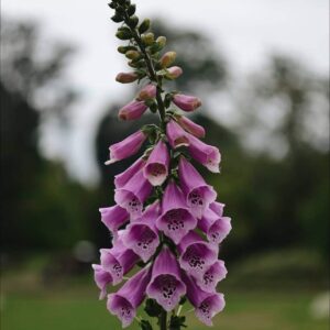 بذور الفوكس الارجواني