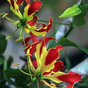 بذور زهرة زنبق اللهب