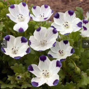 بذور زهرة البقع الخمس