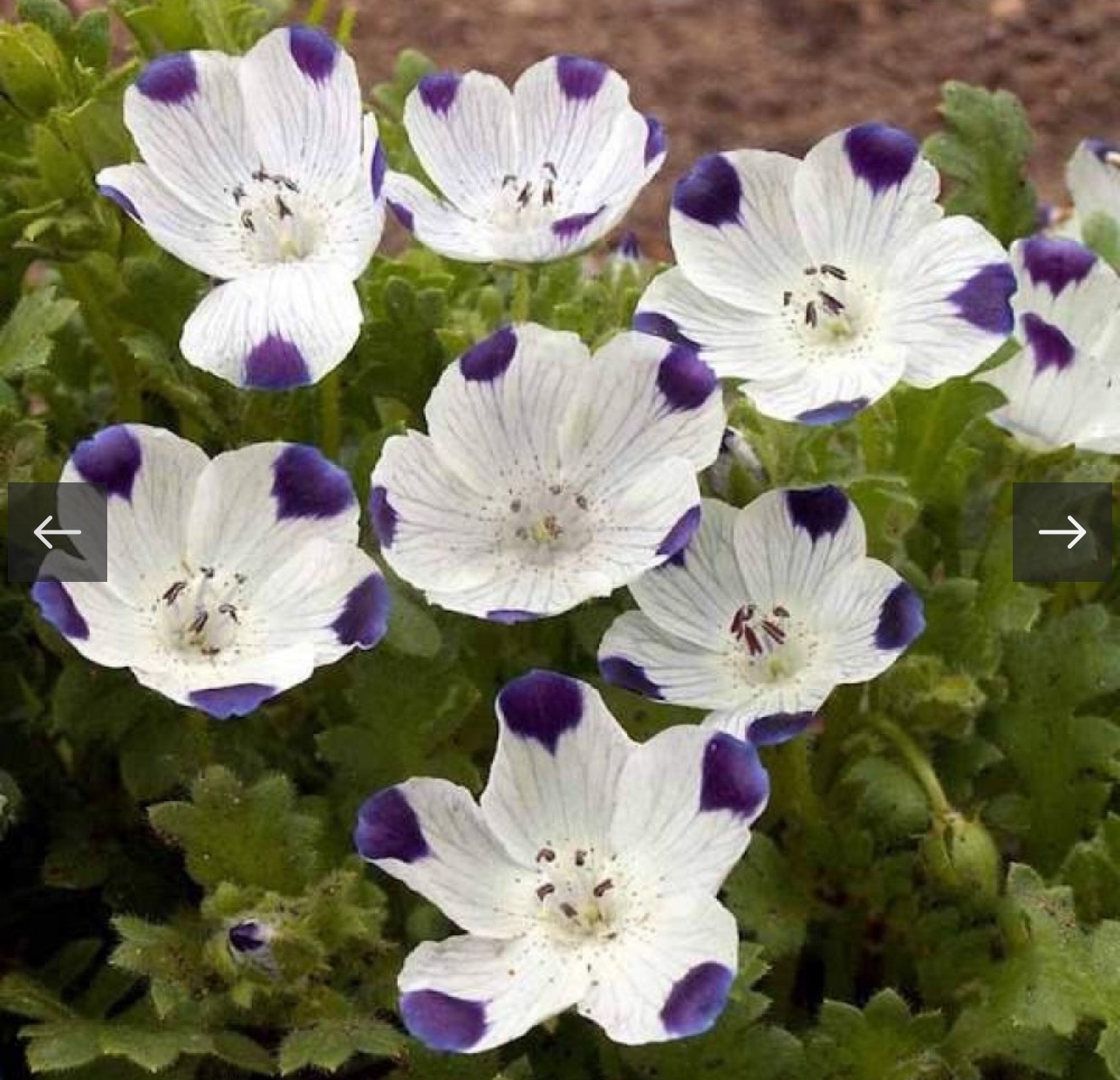 بذور زهرة البقع الخمس