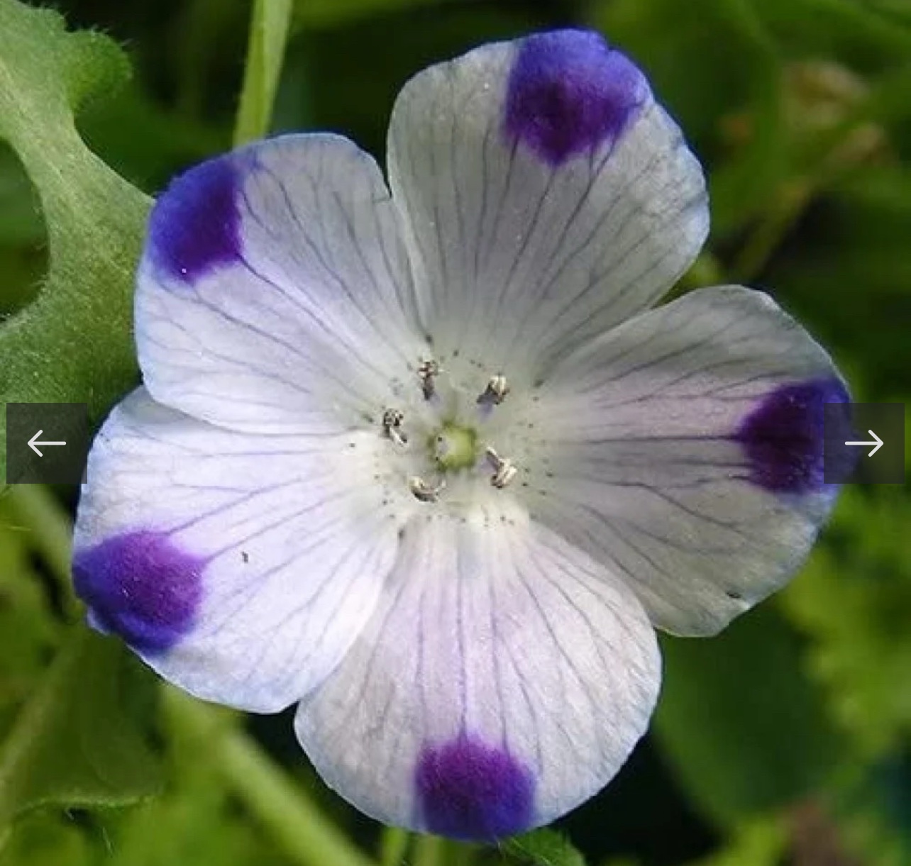 بذور زهرة البقع الخمس - الصورة 2