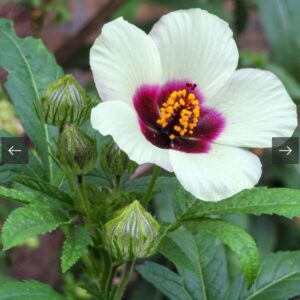 هيبسكس
الاسم العلمي: Hibiscus Trionum