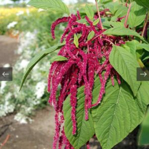 بذور زهرة امرانتس طريحة الحب