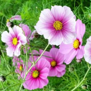 بذور زهور كوزموس الاحلام الوردية