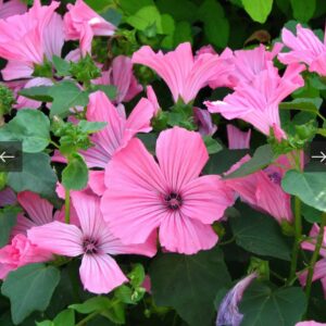 بذور زهرة مالو لافاتيرا