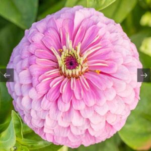 بذور الزينيا الوردية