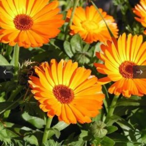 بذور اقحوان كلانديولا الزاهية