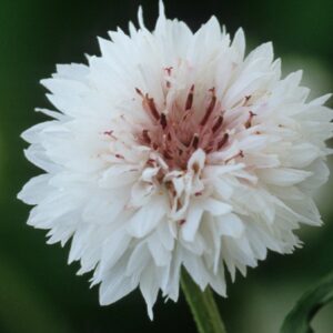 بذور زهرة ندى العنبر سنتاوريا البيضاء