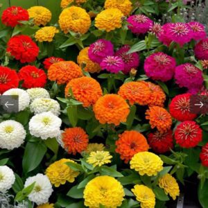 بذور زهرة الزينيا متعددة الالوان