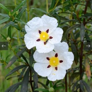 بذور شجيرة وردة الأميرة القريضة العنبرية العطرية