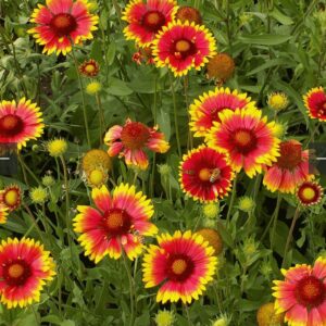 بذور زهور جيلارديا العنبر الكشميري