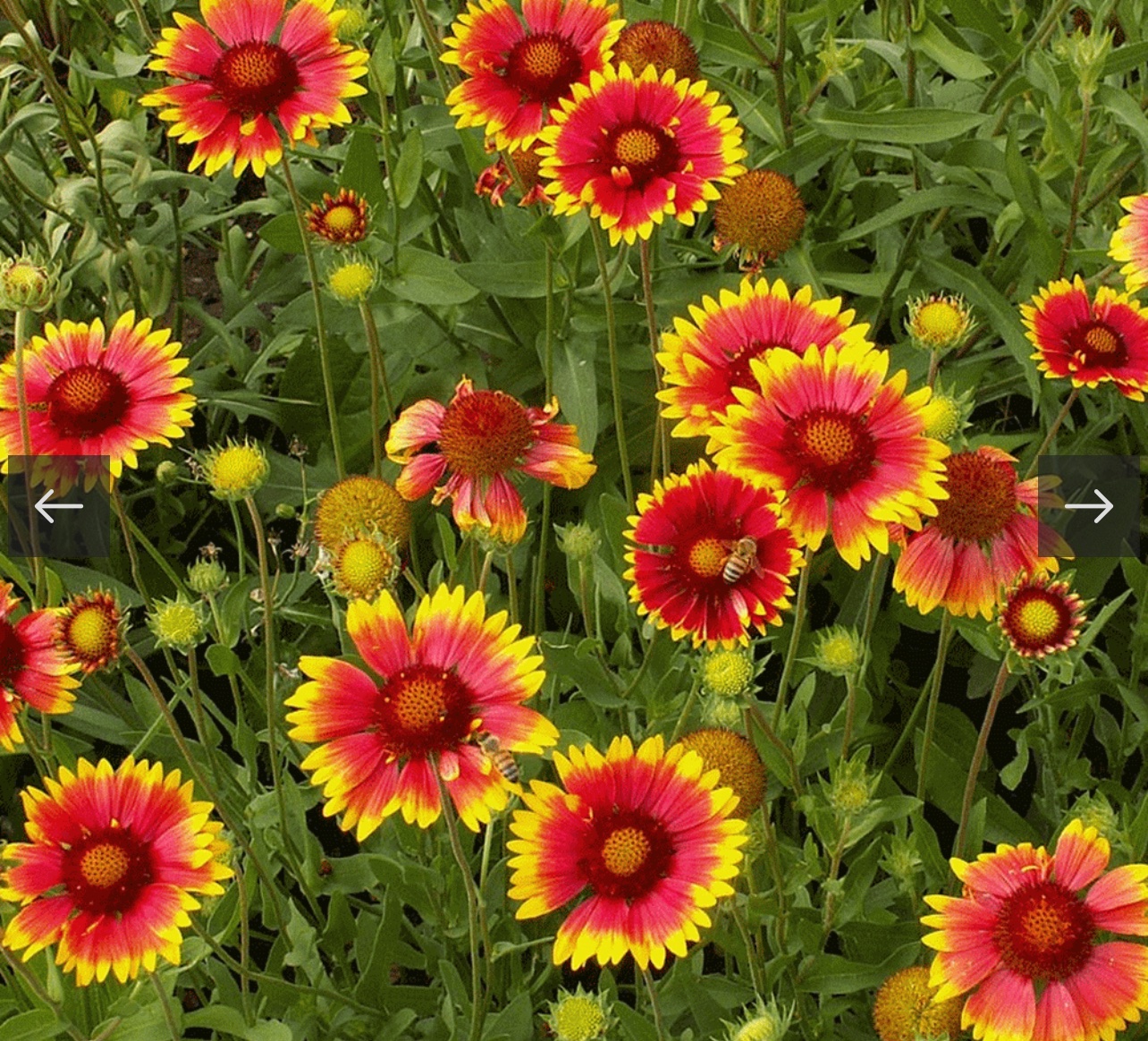 بذور زهور جيلارديا العنبر الكشميري