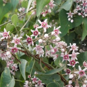 بذور متسلقة المديد