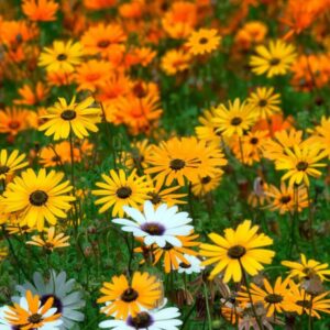 زهور الاقحوان الافريقي ديمورفوتيكا مخلوط