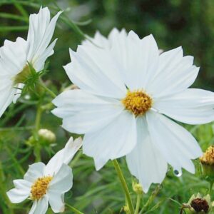 بذور كوزموس البيضاء