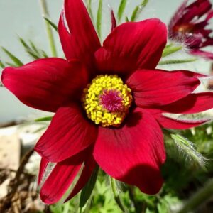 بذور زهرة الفصح الحمراء