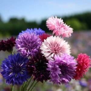 القنطريون العنبري (زهرة الذرة متنوعة)