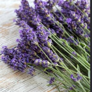 بذور اللافندر الانجليزي