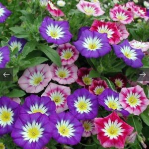 الاسم الشائع : لبلاب ثلاثي الألوان - مجد الصباح قزمي