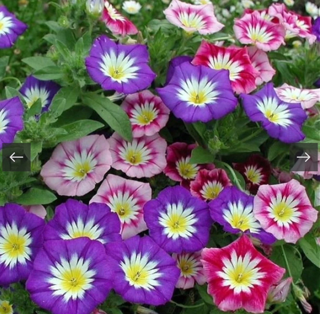 الاسم الشائع : لبلاب ثلاثي الألوان - مجد الصباح قزمي