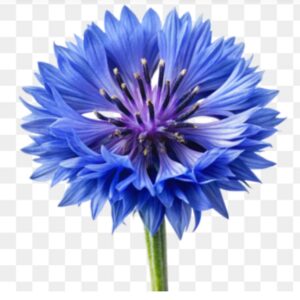 زهرة الذرة الزرقاء
القنطريون العنبري